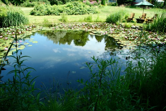 Manifestations from a Pond