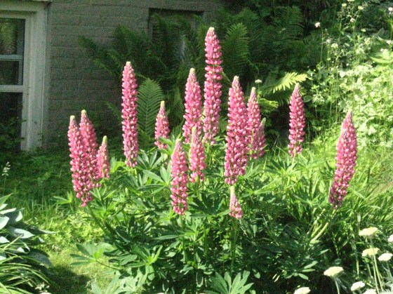 Lupin in my yard.