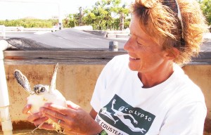 A baby turtle from South Caicos in the Turks and Caicos islands, with Liz Cunningham