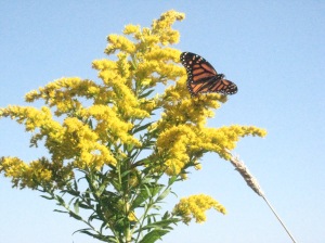 Male Monarch Butterly